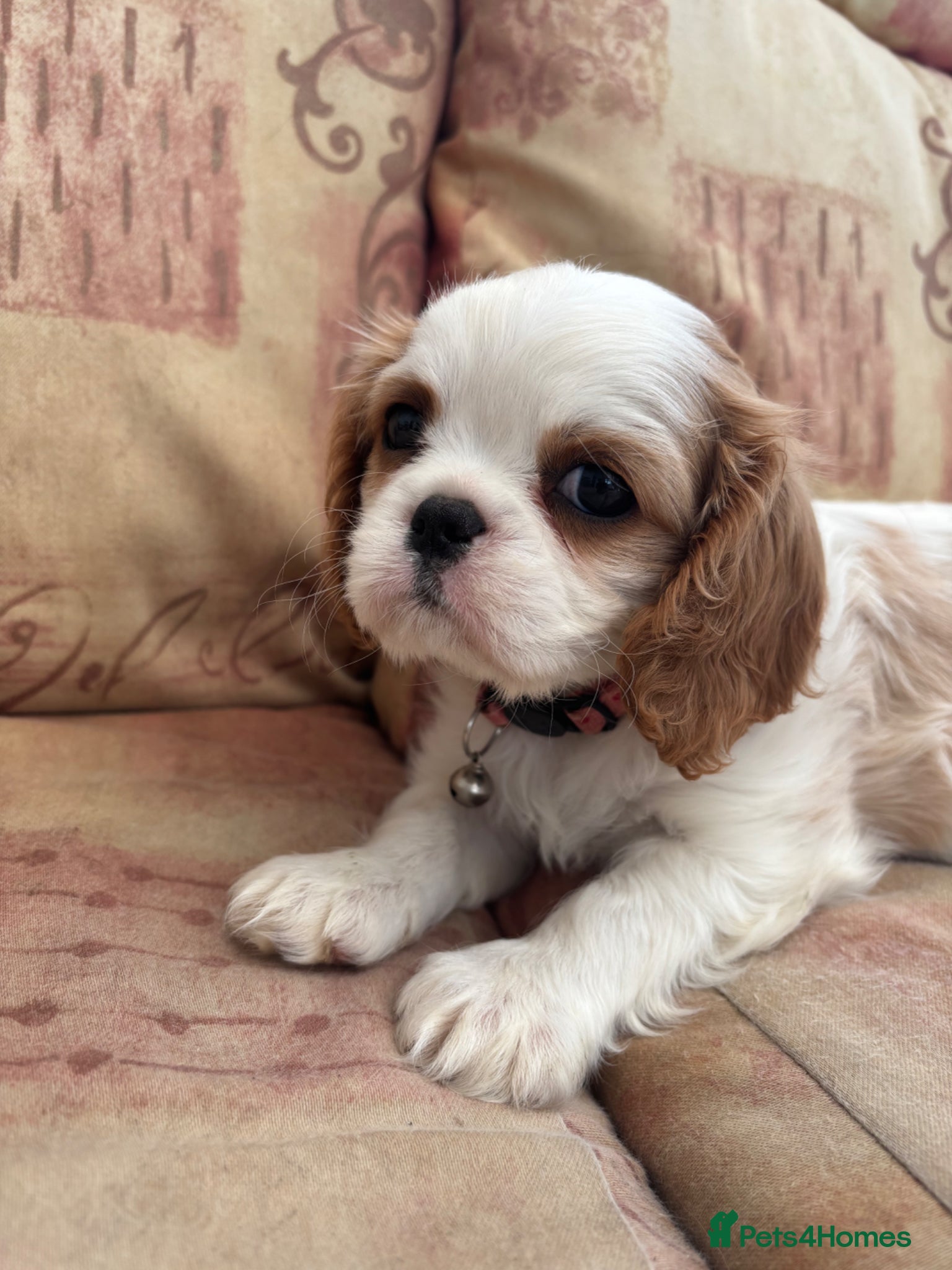 Cavalier King Charles Spaniel dogs A very special girl for sale  - Advert 2