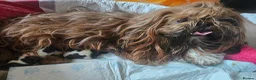 Shih Tzu dogs for sale: Show potential KC registered standard shih tzu boy - Advert 2