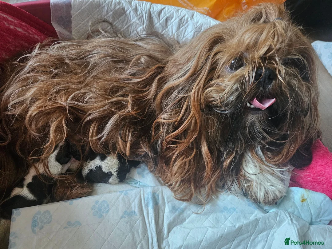 Shih Tzu dogs for sale: Show potential KC registered standard shih tzu boy - Advert 2