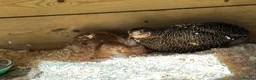 Quail poultry for sale: Different colours Coturnix Quail  - Advert 2