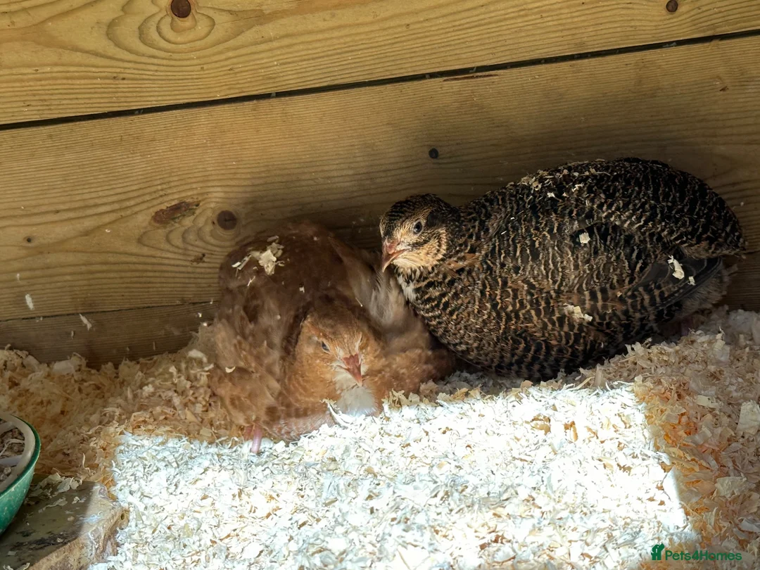 Quail poultry for sale: Different colours Coturnix Quail  - Advert 2