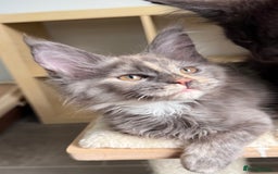 Maine Coon cats for sale: GCCF registered babies  - Image 5