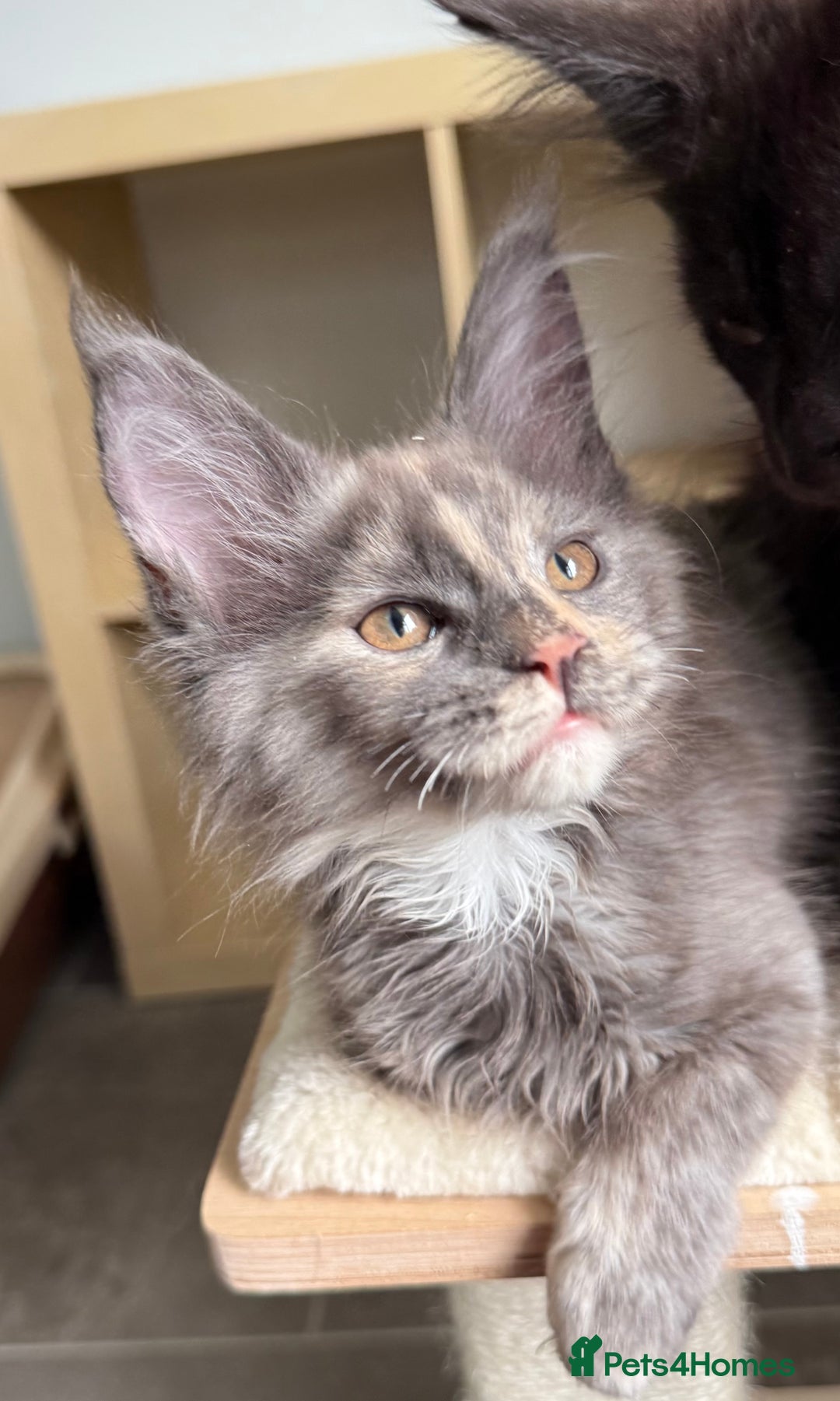 Maine Coon cats for sale: GCCF registered babies  - Image 5