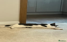 British Shorthair cats for sale: Rehoming my cat Stitch.  - Image 5