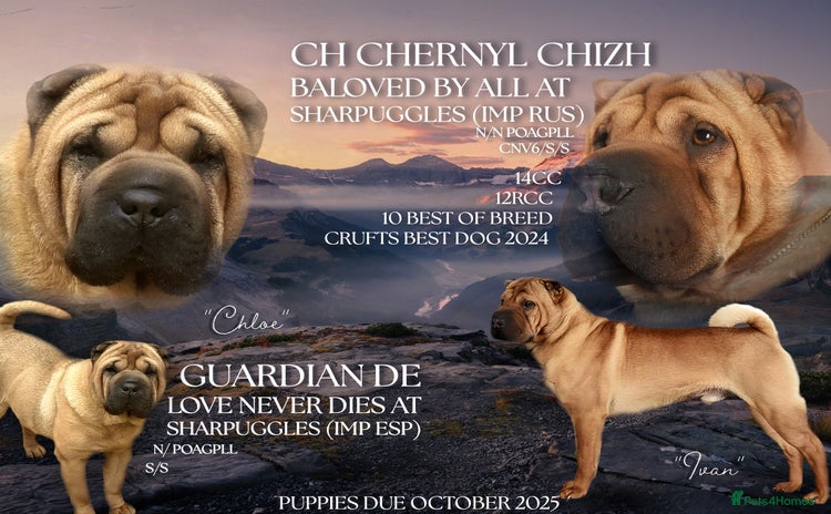 Shar Pei dogs - Advert 2