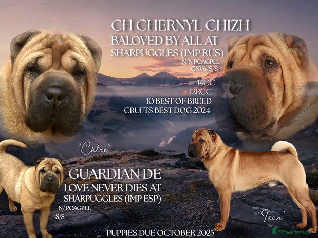 Shar Pei dogs - Advert 2