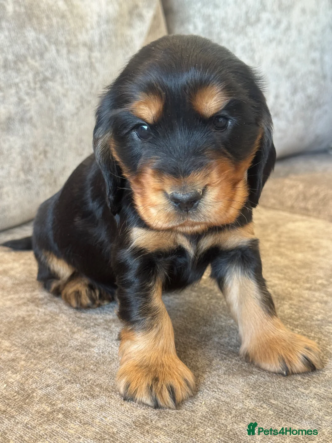 Cocker Spaniel dogs for sale: 100% SHOWTYPE KC REGISTERED HEALTH TESTED  - Advert 26