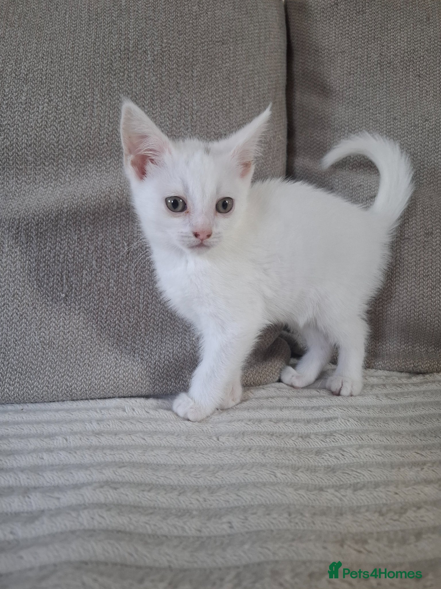 Devon Rex cats for sale: Mr Turbo - Advert 4