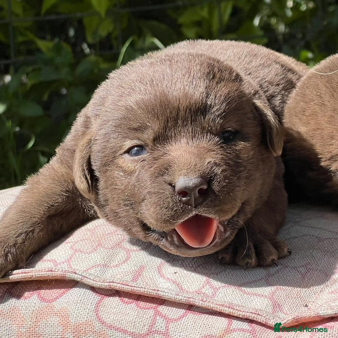 Labrador Retriever dogs for sale: Chocolate Labrador Retriever Puppies for Sale! - Image 6