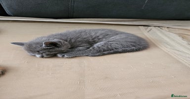 Maine Coon cats - Advert 3