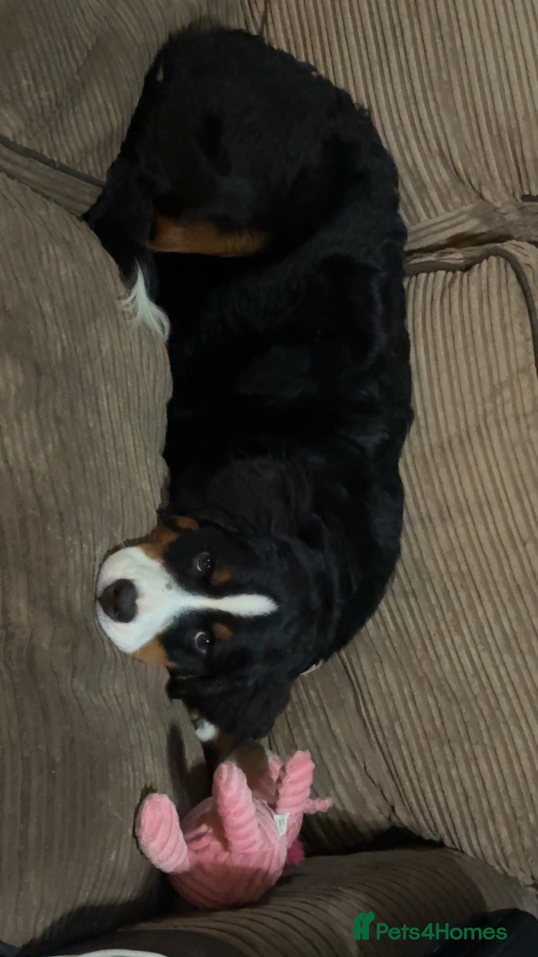 Bernese Mountain Dog dogs for sale: Bernese Mountain dog Puppy – Looking for Home - Advert 5