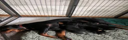 Rottweiler dogs for sale: KC registered Rottweiler puppies for sale  - Advert 8