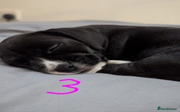 Mixed Breed dogs for sale: Cocker Jack Puppies - Image 4