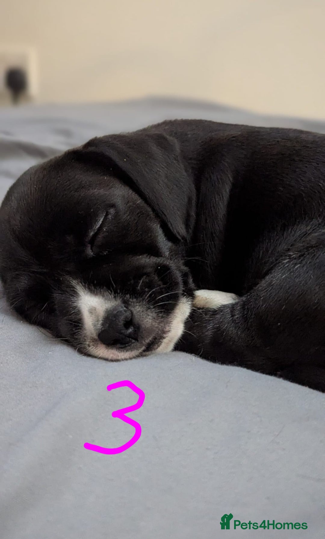 Mixed Breed dogs for sale: Cocker Jack Puppies - Image 4