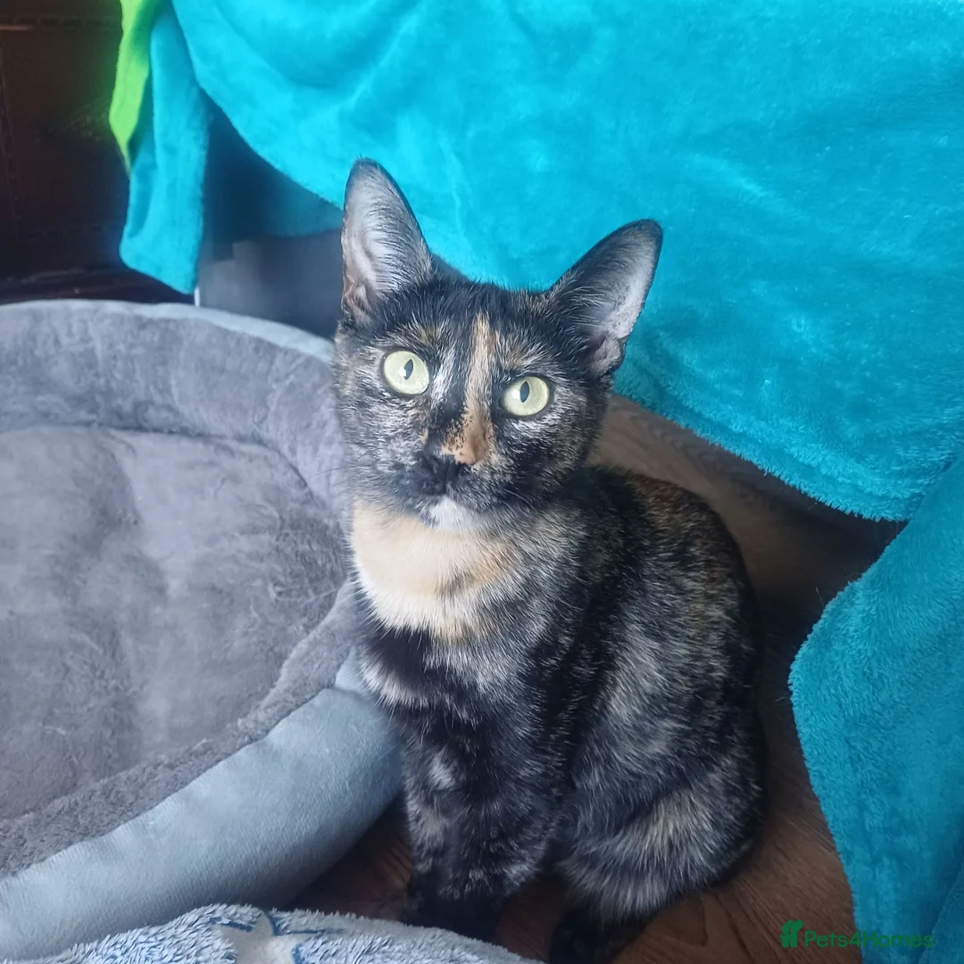 Mixed Breed cats for sale: Lovely Kittens😍😍😍 - Advert 2