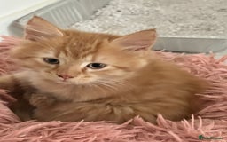 Maine Coon cats for sale: Stunning Kitten Mainecoon Girls - Image 12
