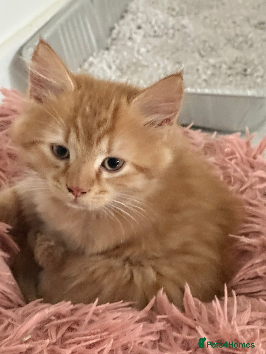 Maine Coon cats for sale: Stunning Kitten Mainecoon Girls - Image 12