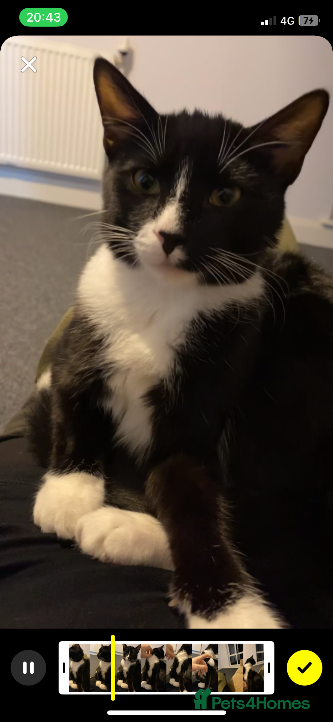 Mixed Breed cats for sale: Beautiful male kitten with amazing personality - Advert 3