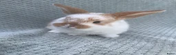 Mini Lop rabbits for sale: Wonderful mini lop kits  - Advert 7