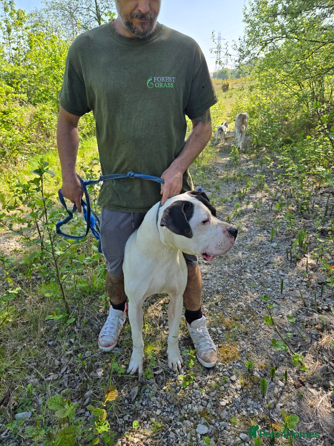 Mixed Breed dogs for sale: PresaAlabai - Advert 13