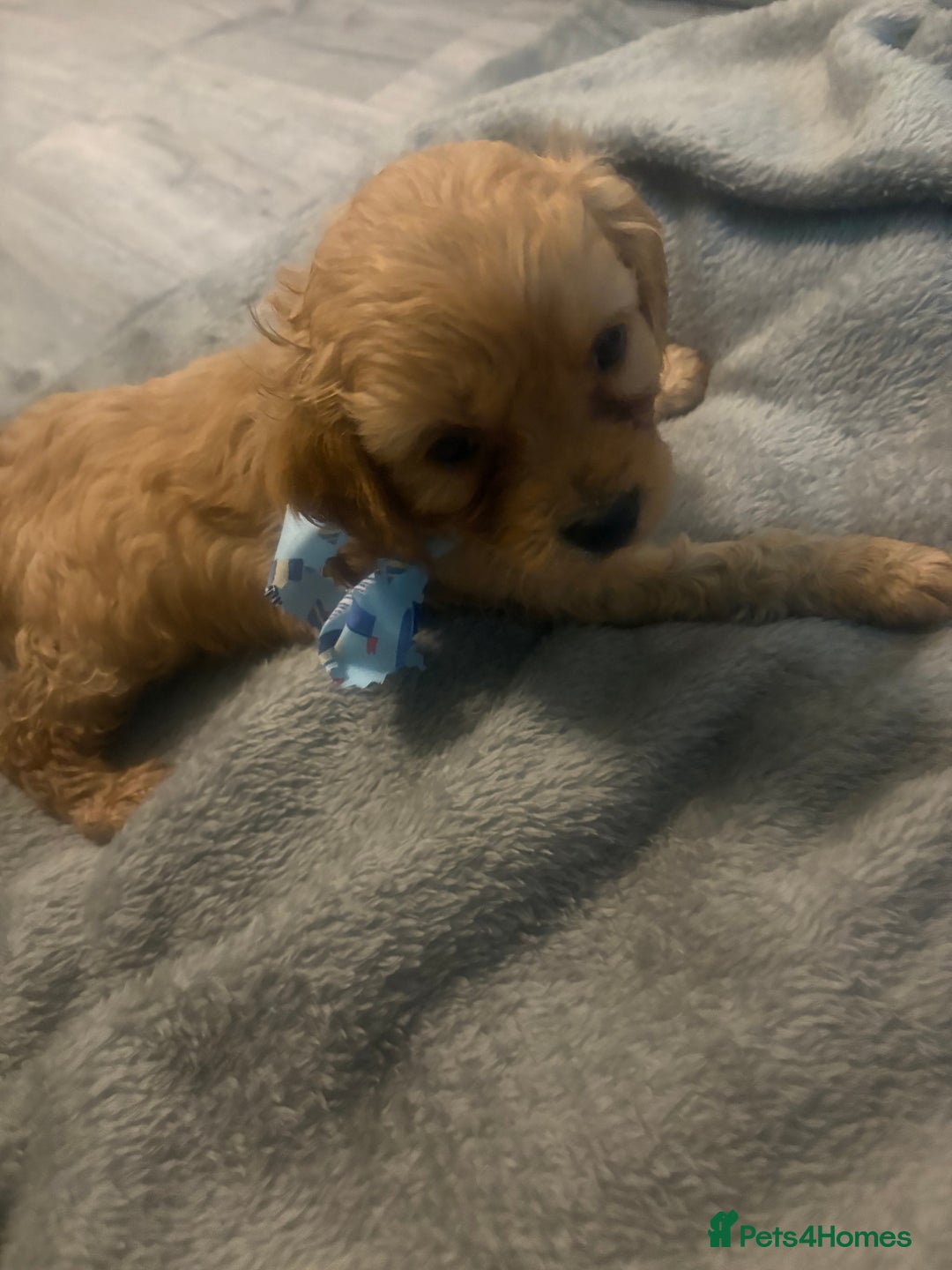 Cavapoo dogs for sale: Gorgeous Cavapoo puppies - Advert 6