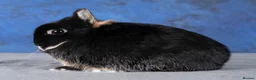 Netherland Dwarf rabbits for sale: Gorgeous Black Otter Netherland Dwarfs  - Advert 8