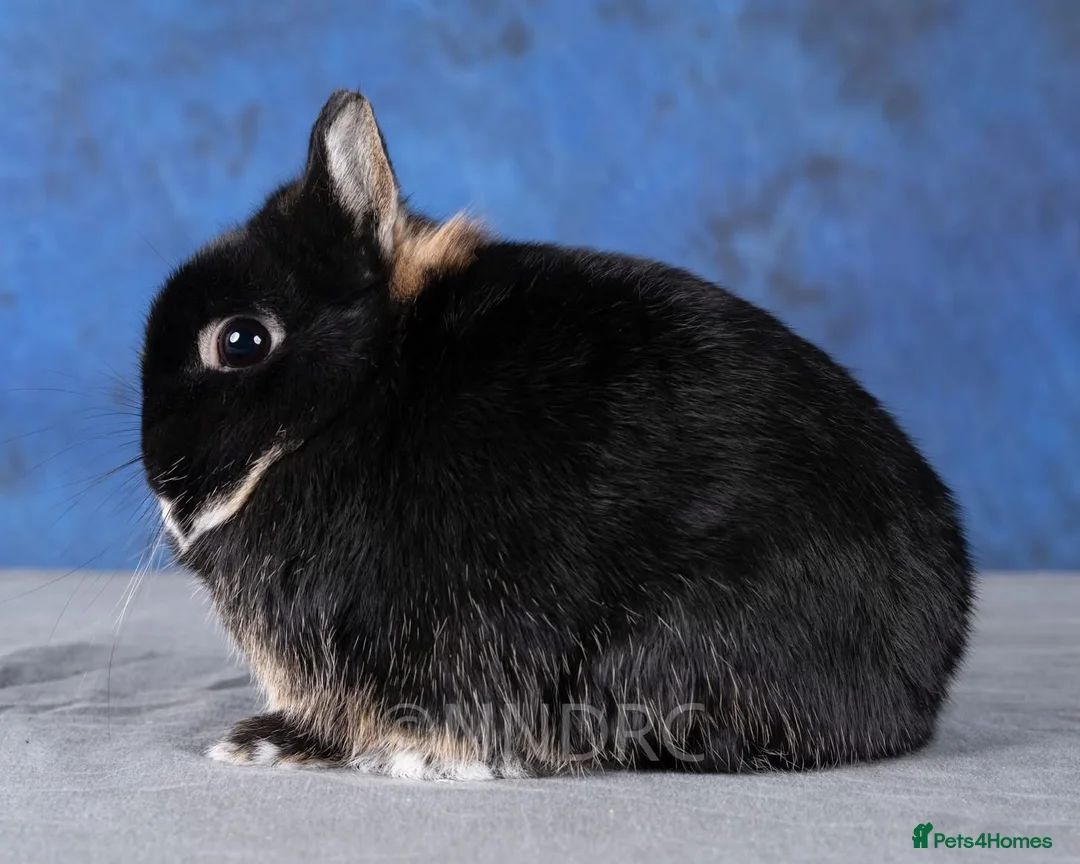 Netherland Dwarf rabbits for sale: Gorgeous Black Otter Netherland Dwarfs  - Advert 8