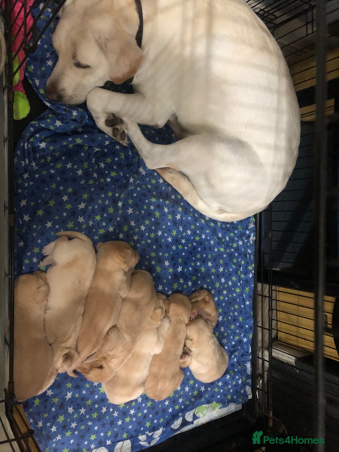 Labrador Retriever dogs for sale: Labrador pups - Image 2