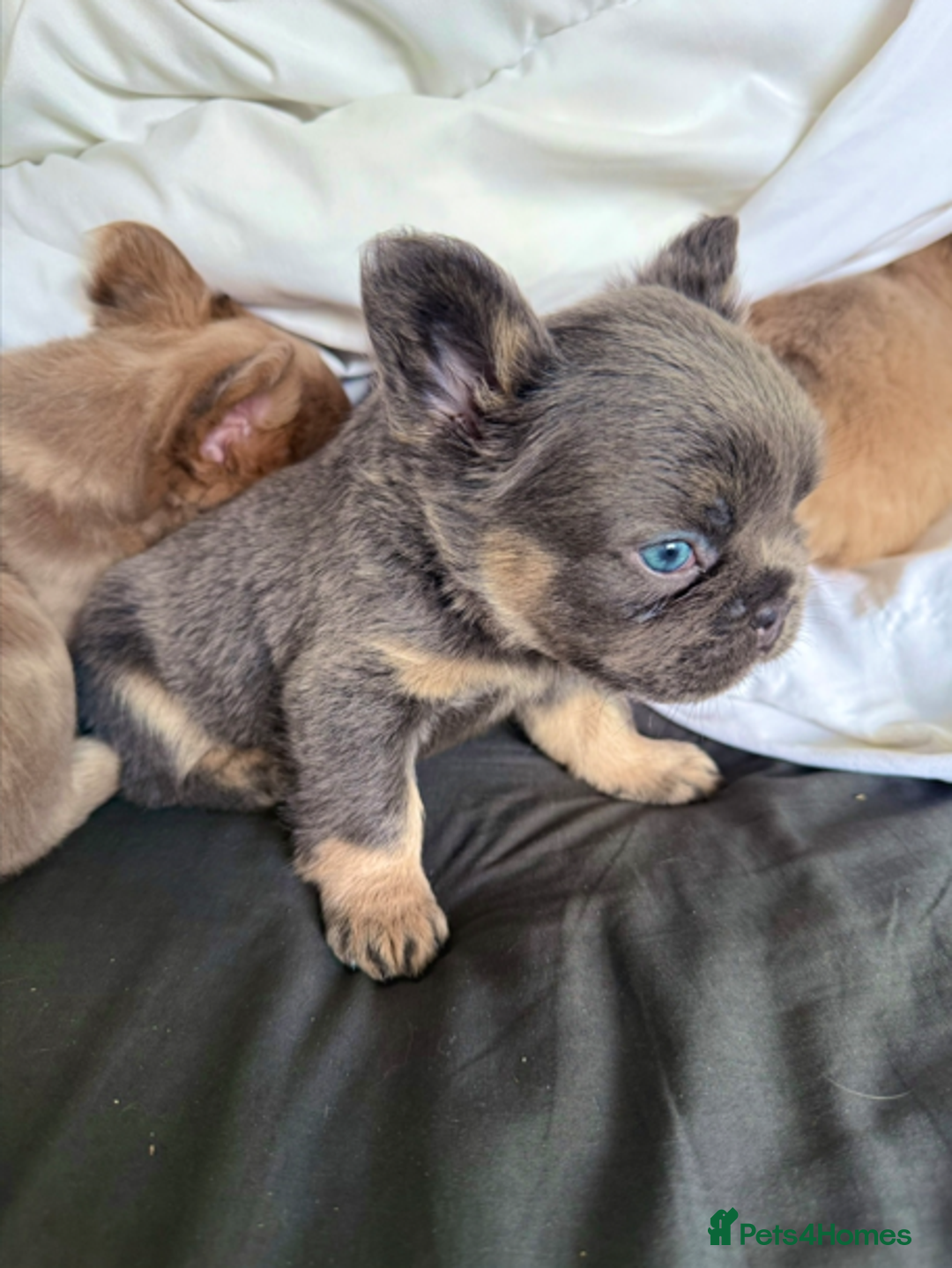 French Bulldog dogs for sale: REDUCED Last Pup! Quality Fluffy 🦁 - READY 🏠 - Advert 18