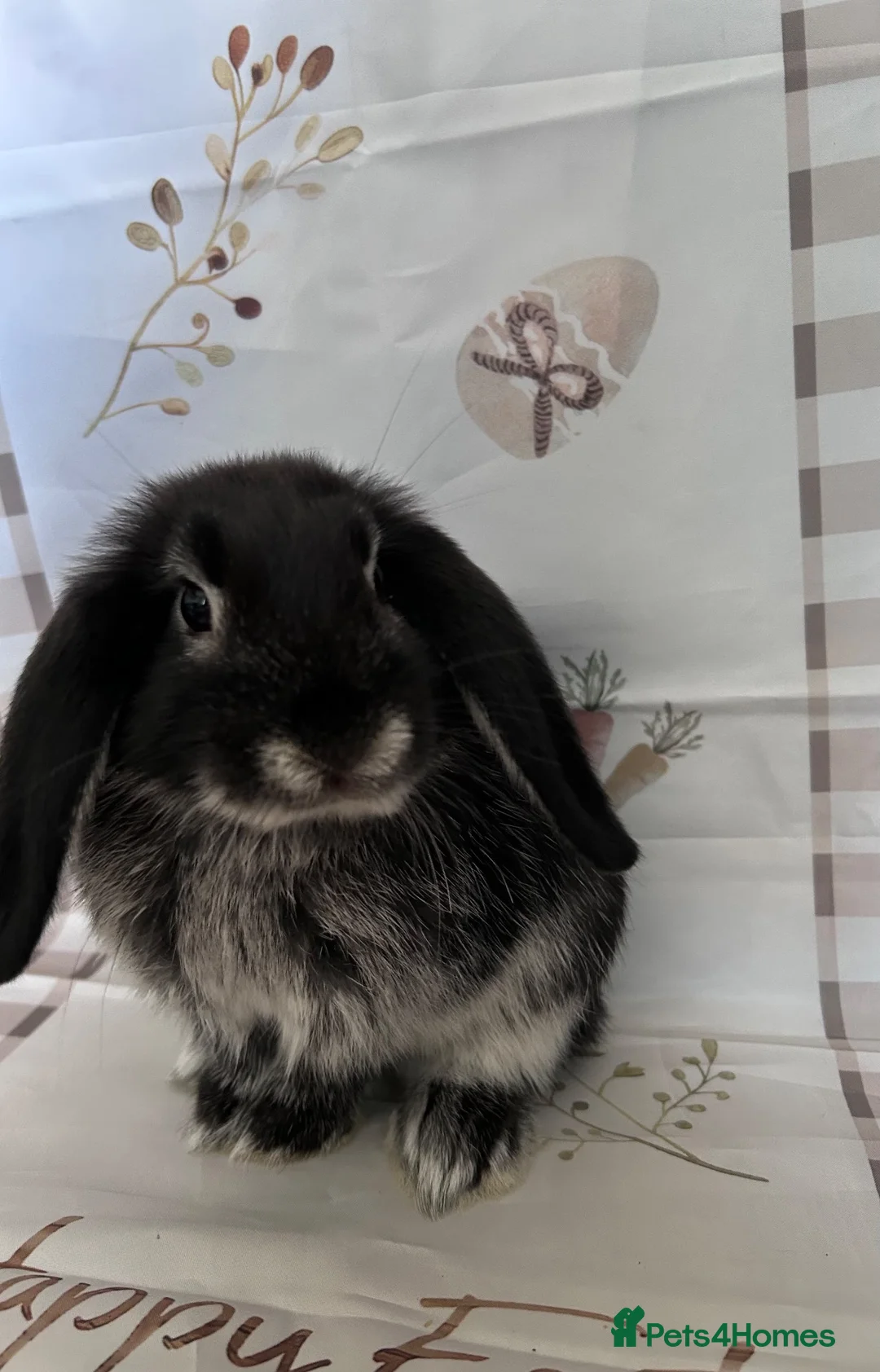 Mixed Breed rabbits for sale: Lionhead/Mini Lops - Advert 2