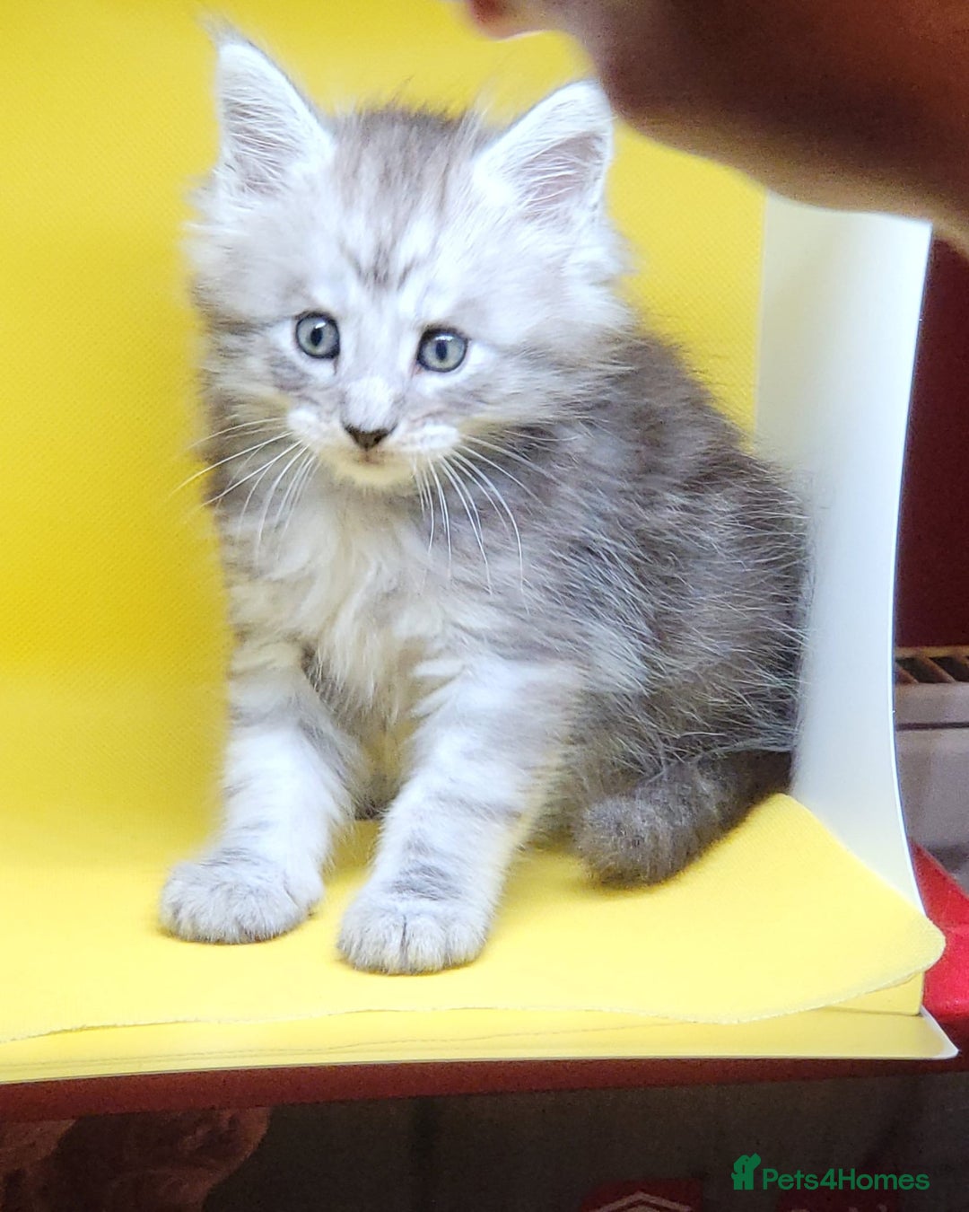 Maine Coon cats for sale: Ready Now Maine Coon kittens - Image 21