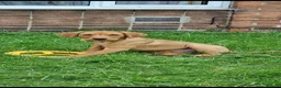 Labrador Retriever dogs for stud: Bruce - Advert 11