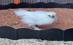 Chickens poultry for sale: Silkie chicks  - Image 4
