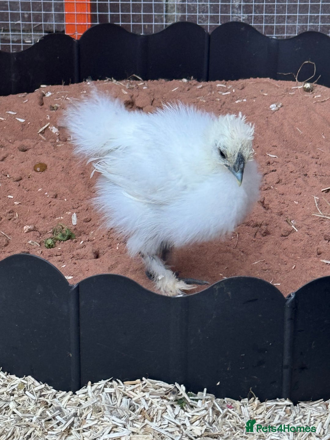 Chickens poultry for sale: Silkie chicks  - Image 4