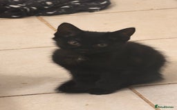 Mixed Breed cats for sale: 2 female black kittens and a tabby male  - Image 4