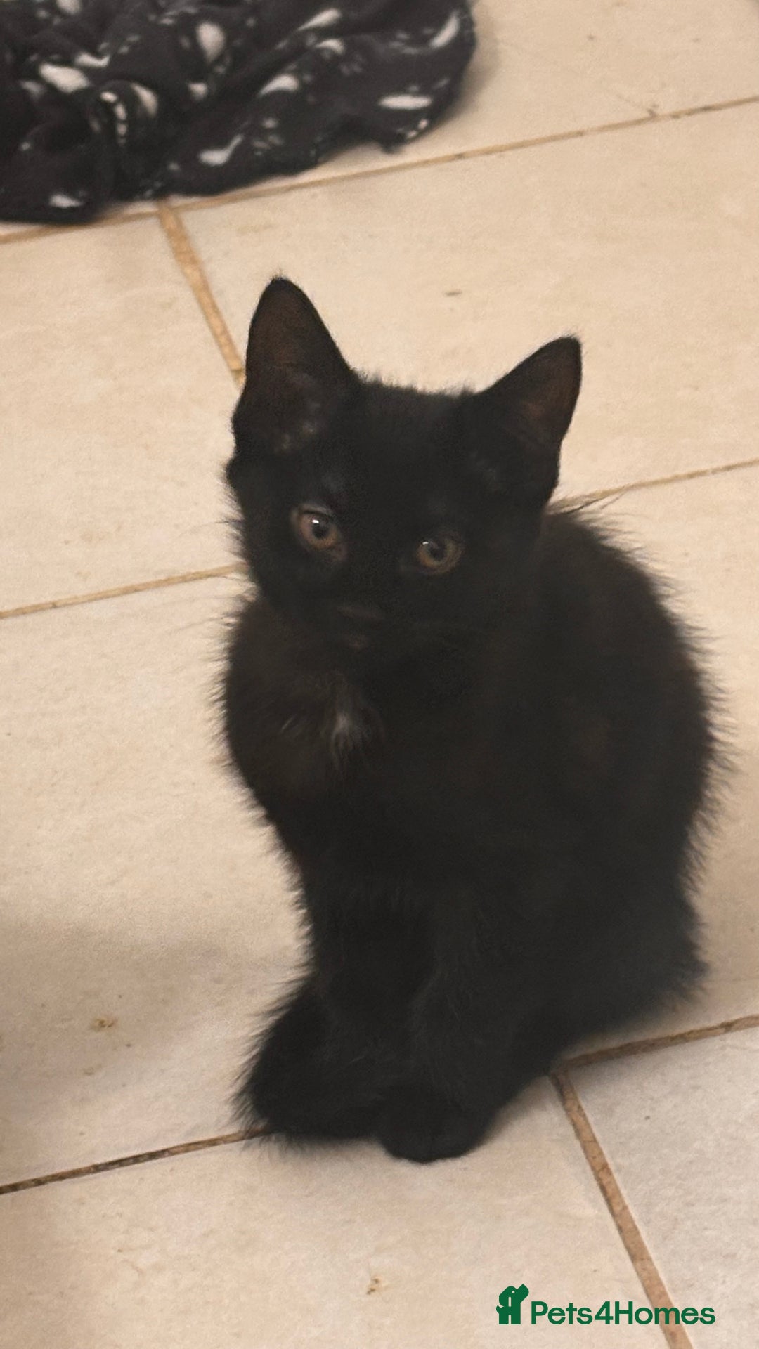 Mixed Breed cats for sale: 2 female black kittens and a tabby male  - Image 4
