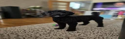 Poodle dogs for stud: Kenzuo Midnight - Ozzy in Southampton - Advert 18