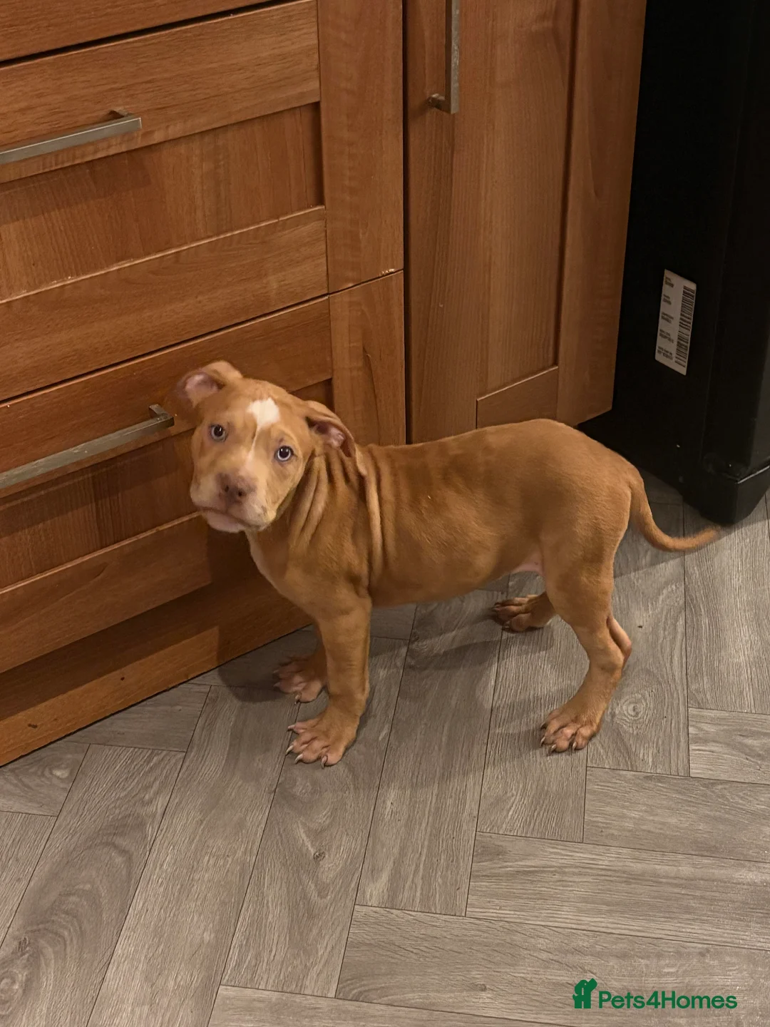 American Bully dogs for sale: READY NOW! 2 Gorgeous Merle American Bully Pups - Advert 2