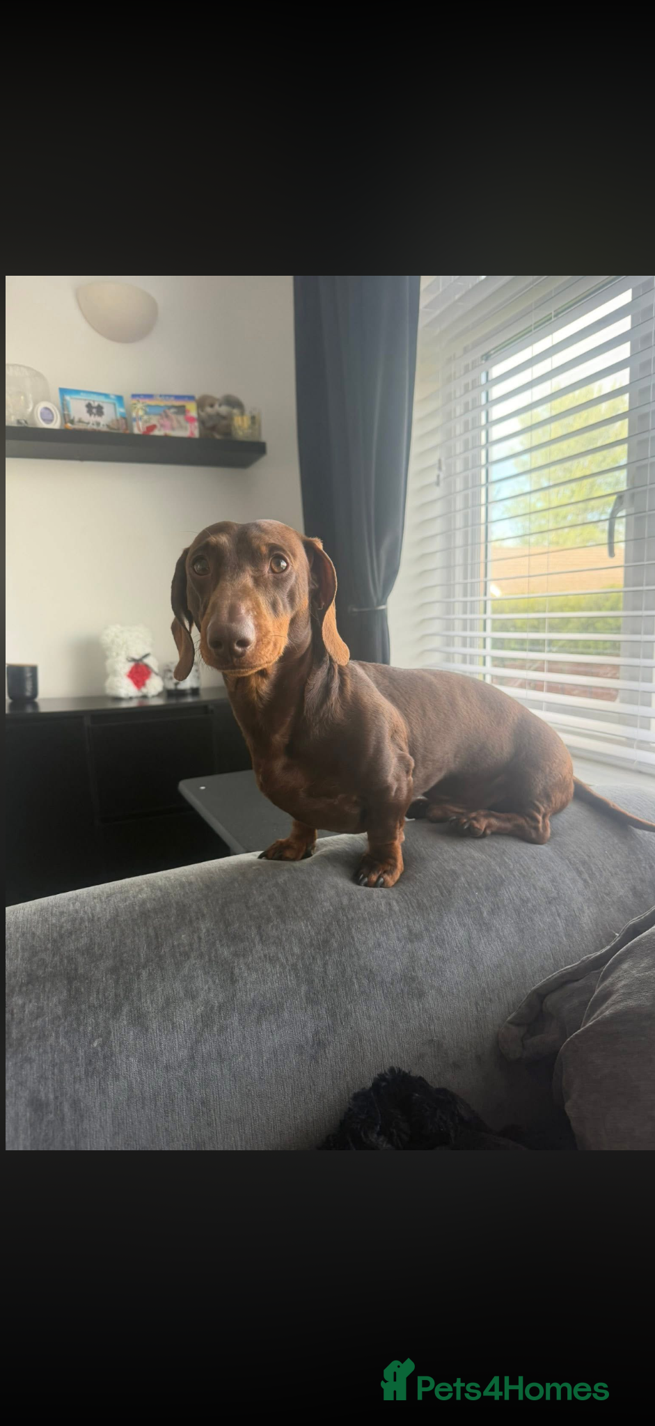 Miniature Dachshund dogs Miniature dachshund  - Advert 7