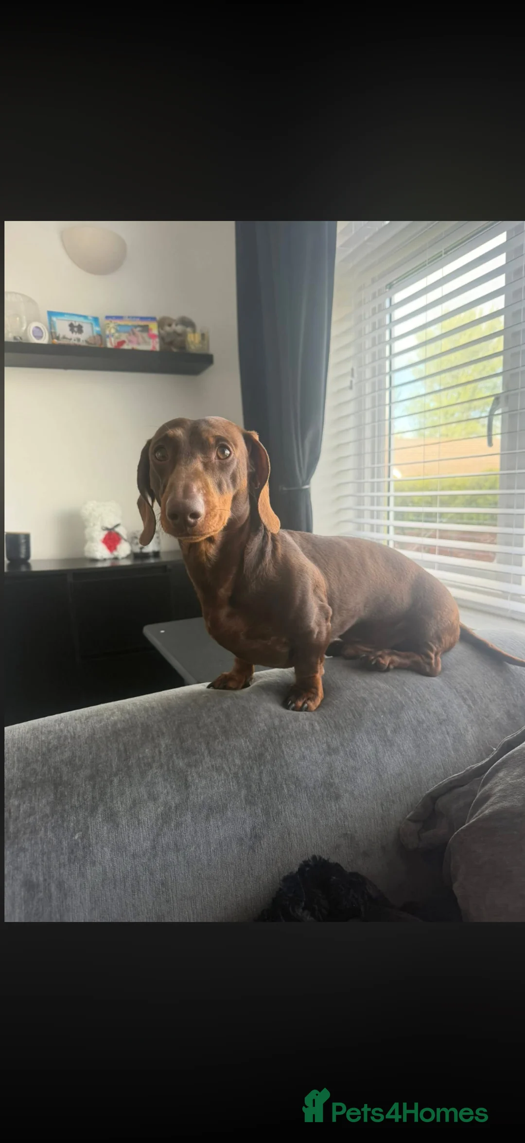 Miniature Dachshund dogs for sale: Miniature dachshund  in Middlesbrough - Advert 1