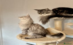 Maine Coon cats for sale: TICA Stunning Maine Coon Kittens - ACTIVE 🩷 - Image 12