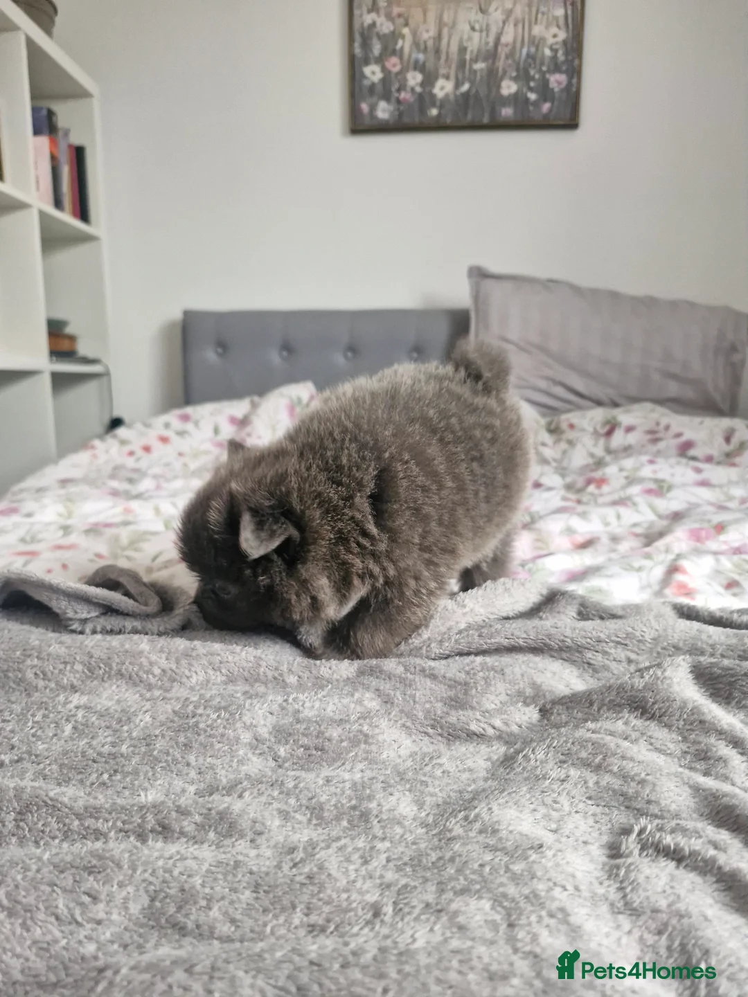 Pomapoo dogs for sale: ✨ Beautiful Pomapoo Puppies – 1,600 ✨ - Advert 27