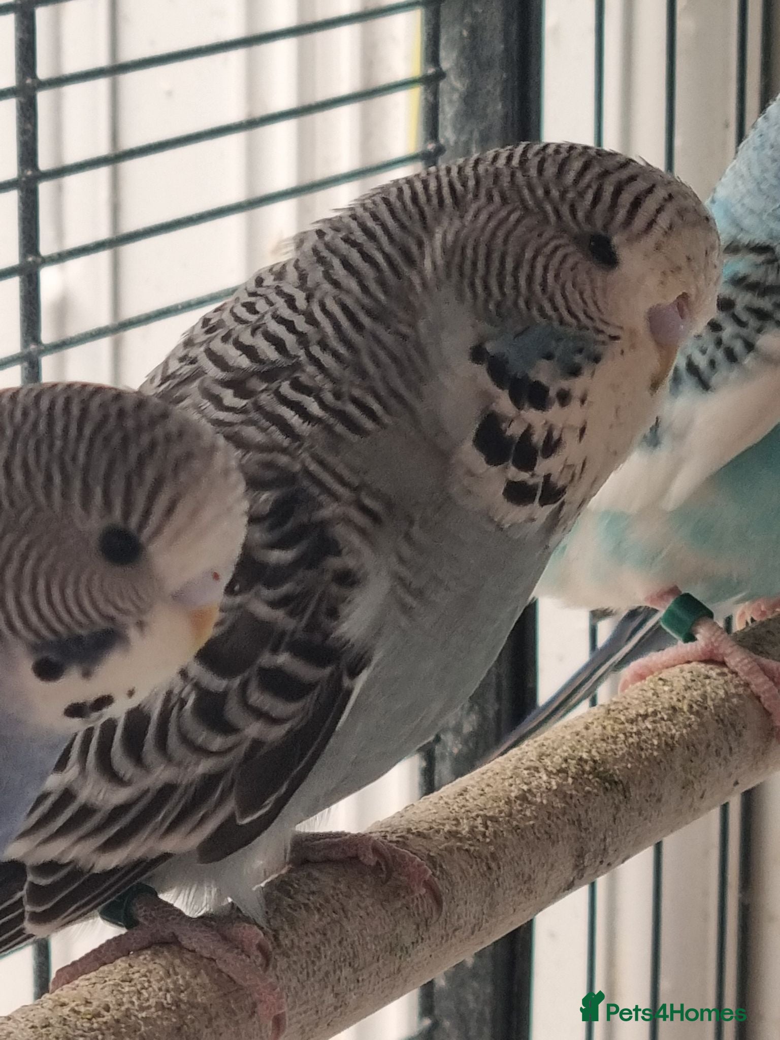 Budgerigars birds Baby budgies.  - Advert 11