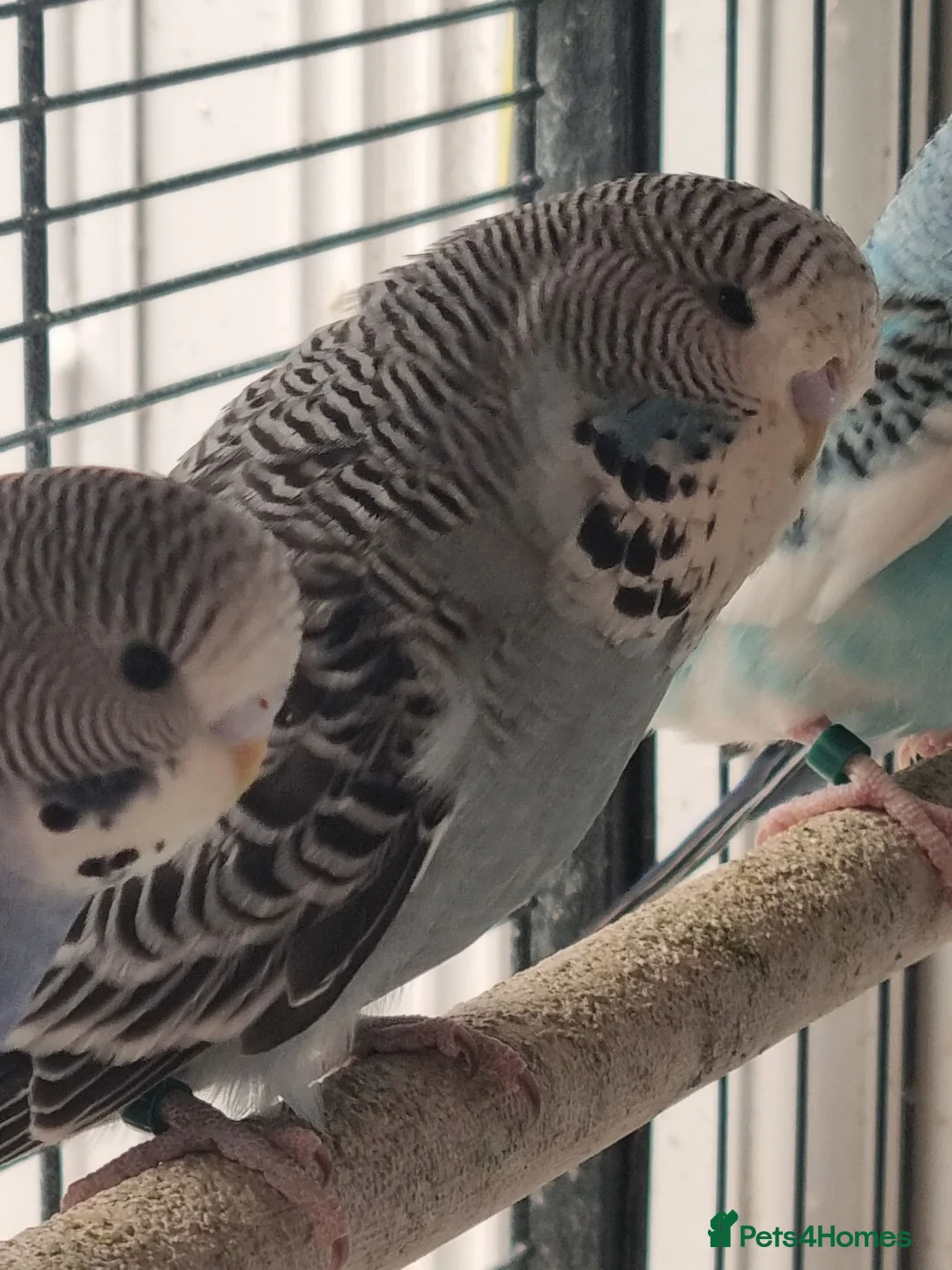 Budgerigars birds for sale: Baby budgies.  - Advert 1