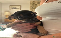 Chihuahua dogs for sale: 10 week old Chihuahua puppies. - Image 3