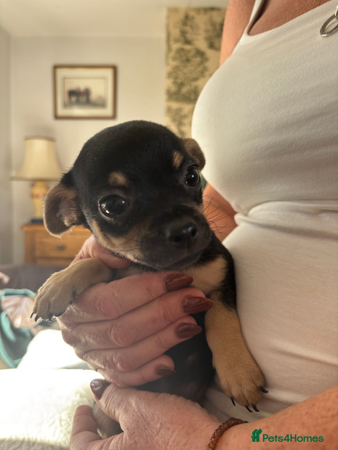 Chihuahua dogs for sale: 10 week old Chihuahua puppies. - Image 3