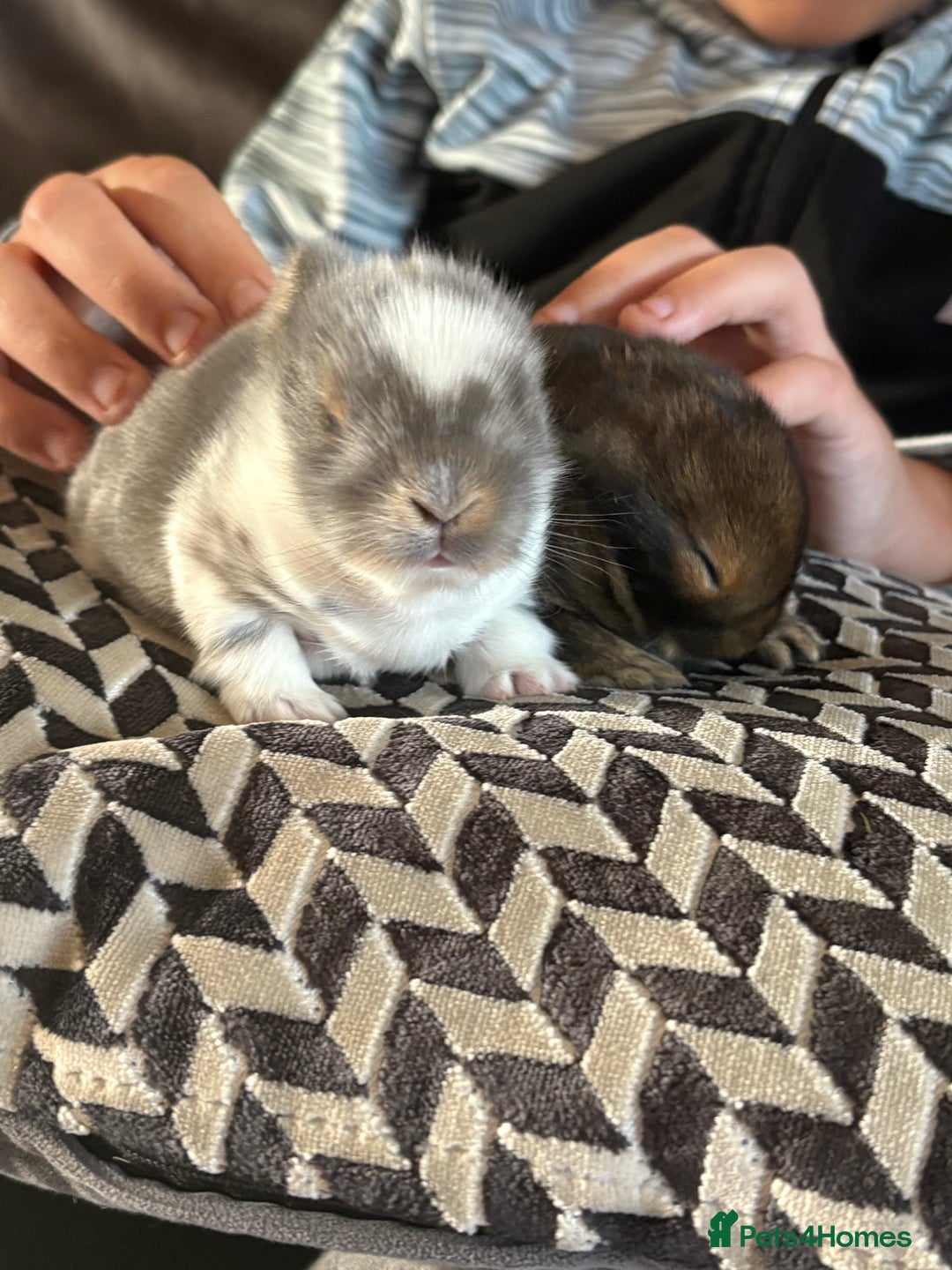 Dwarf Lop rabbits for sale: Beautiful baby bunnies  - Image 2