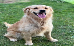 Mini Goldendoodle dogs for sale: Mini GoldenDoodle Puppies - Image 11