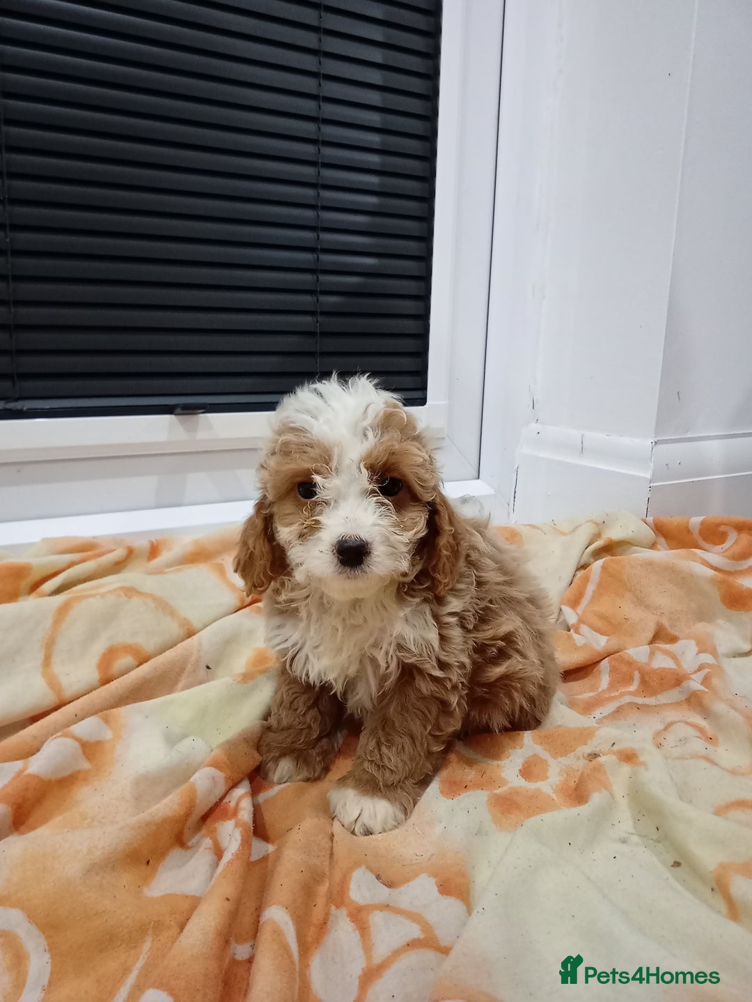 Cockapoo dogs for sale: Cockapoo puppies 😍 - Advert 3