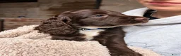 Mixed Breed dogs for sale: Beautiful Sproodle Puppies ready In 1 week! - Advert 7